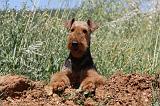 AIREDALE TERRIER 268